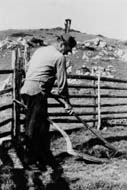 Pastir pobira gnoj z lesenim loparjem (T. Cevc, 1968).
