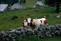 Leta 1913 razdeljeno planino so loili s kamnito mejo (T. Cevc, 1993).