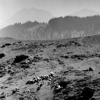 Višji svet Velike planine prekriva ruševje (J. Kališnik, 1970).